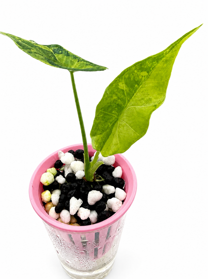 Alocasia Simpo Aurea