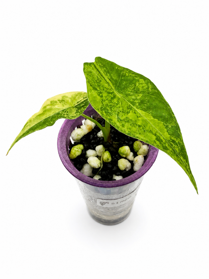 Alocasia Simpo Aurea
