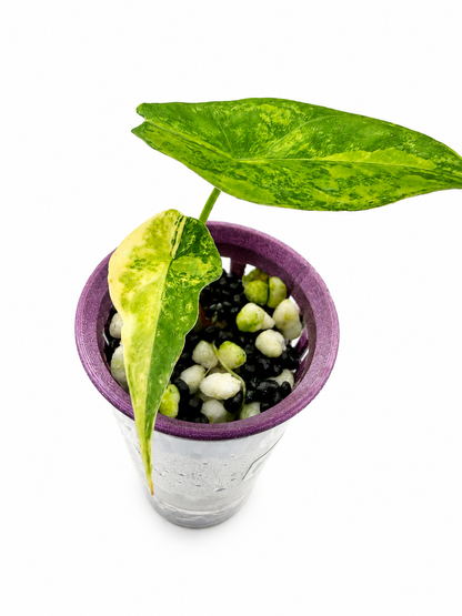 Alocasia Simpo Aurea