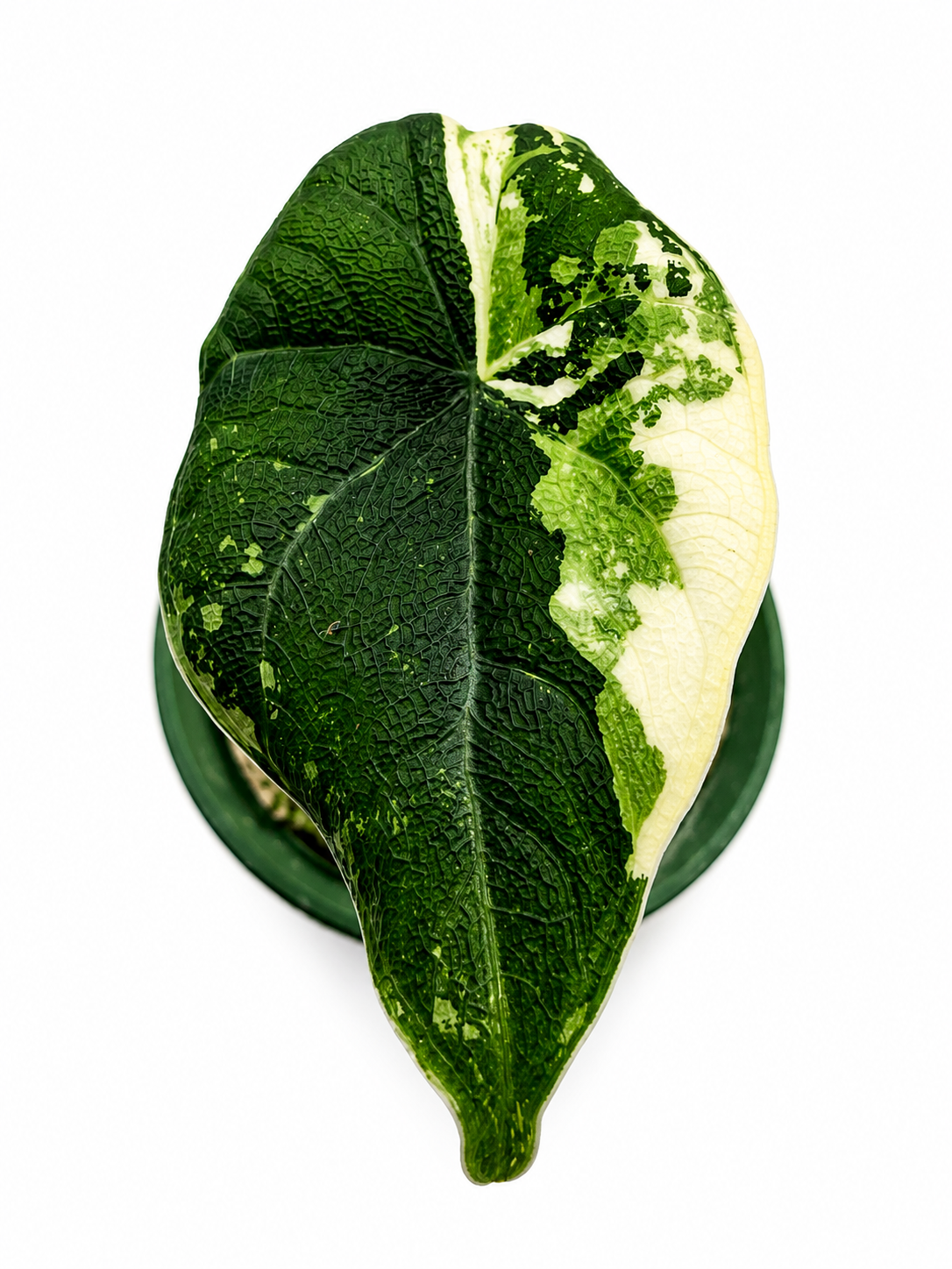 Alocasia Melo Albo