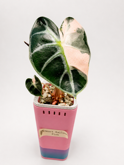 Alocasia Heart Balloon Pink corms