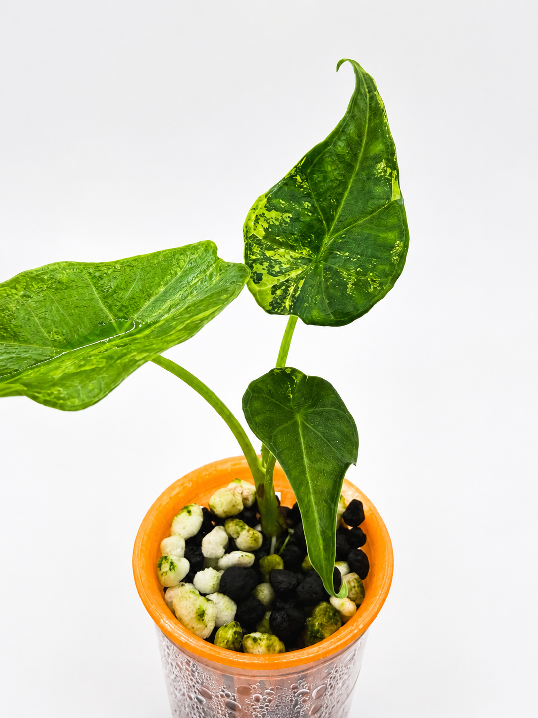 Alocasia Simpo Aurea
