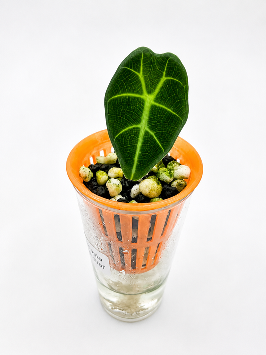 Alocasia Watsoniana Black Leaf