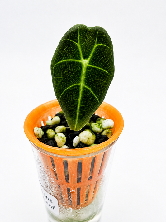 Alocasia Watsoniana Black Leaf