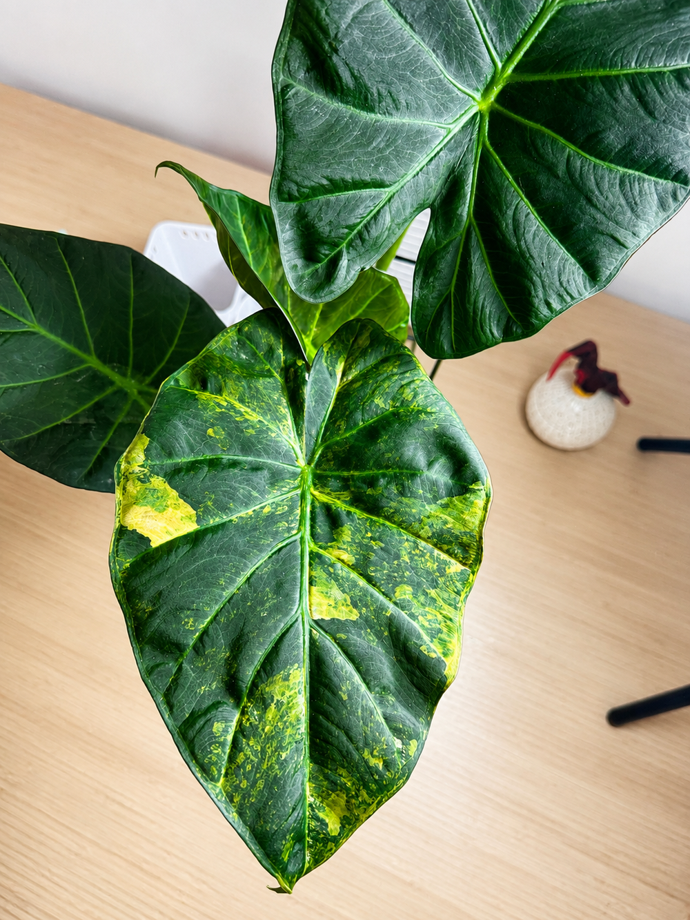 Alocasia Regal Shield Aurea