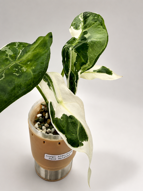 Alocasia Longiloba Albo/Pink Back Mutated corm