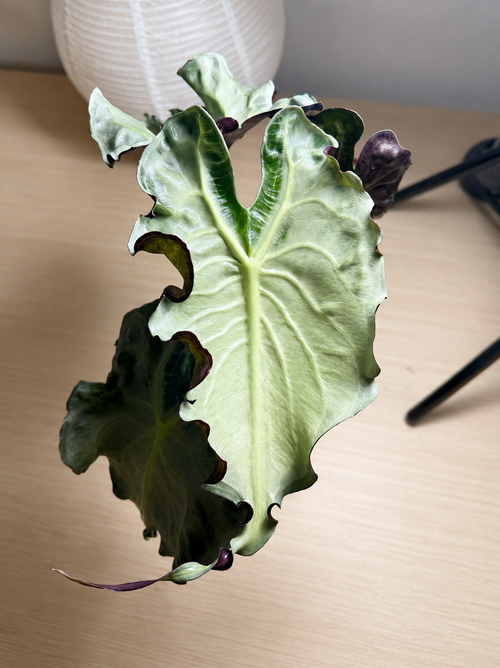 Alocasia Venom corms