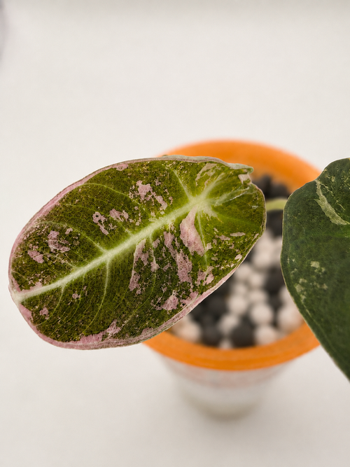 Alocasia Black Velvet Pink