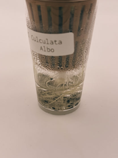Alocasia Culculata Albo