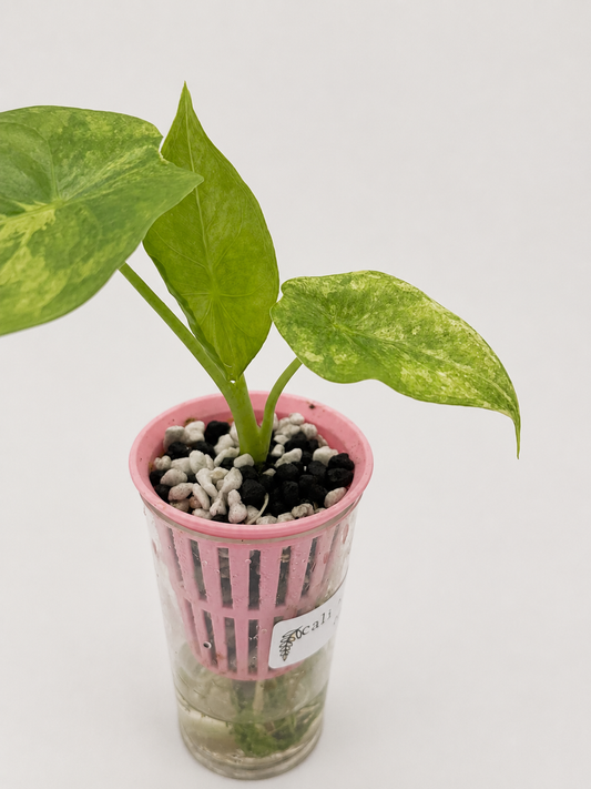 Alocasia Calidora x Longiloba x Pink Dragon Hybrid