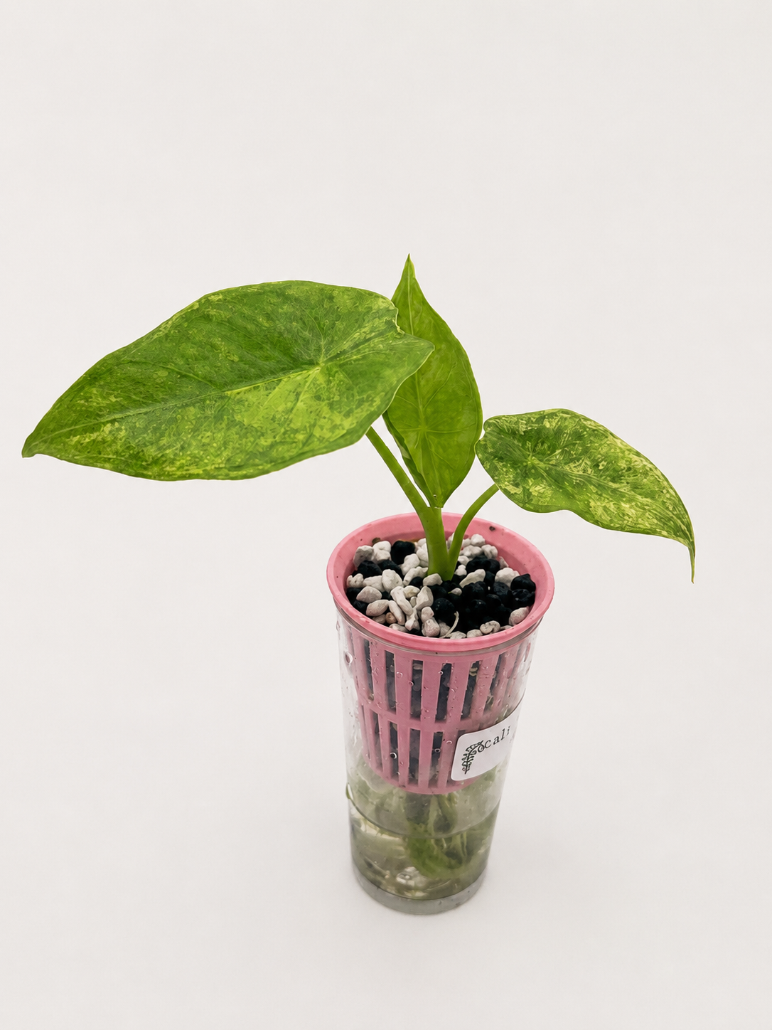 Alocasia Calidora x Longiloba x Pink Dragon Hybrid