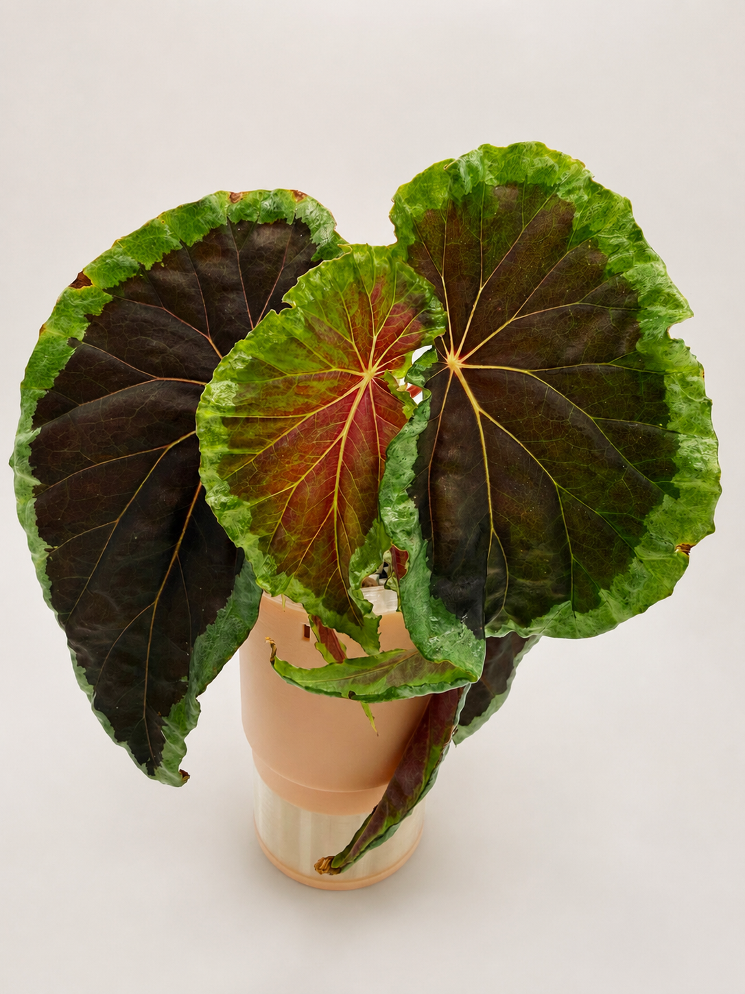 Begonia Baramensis