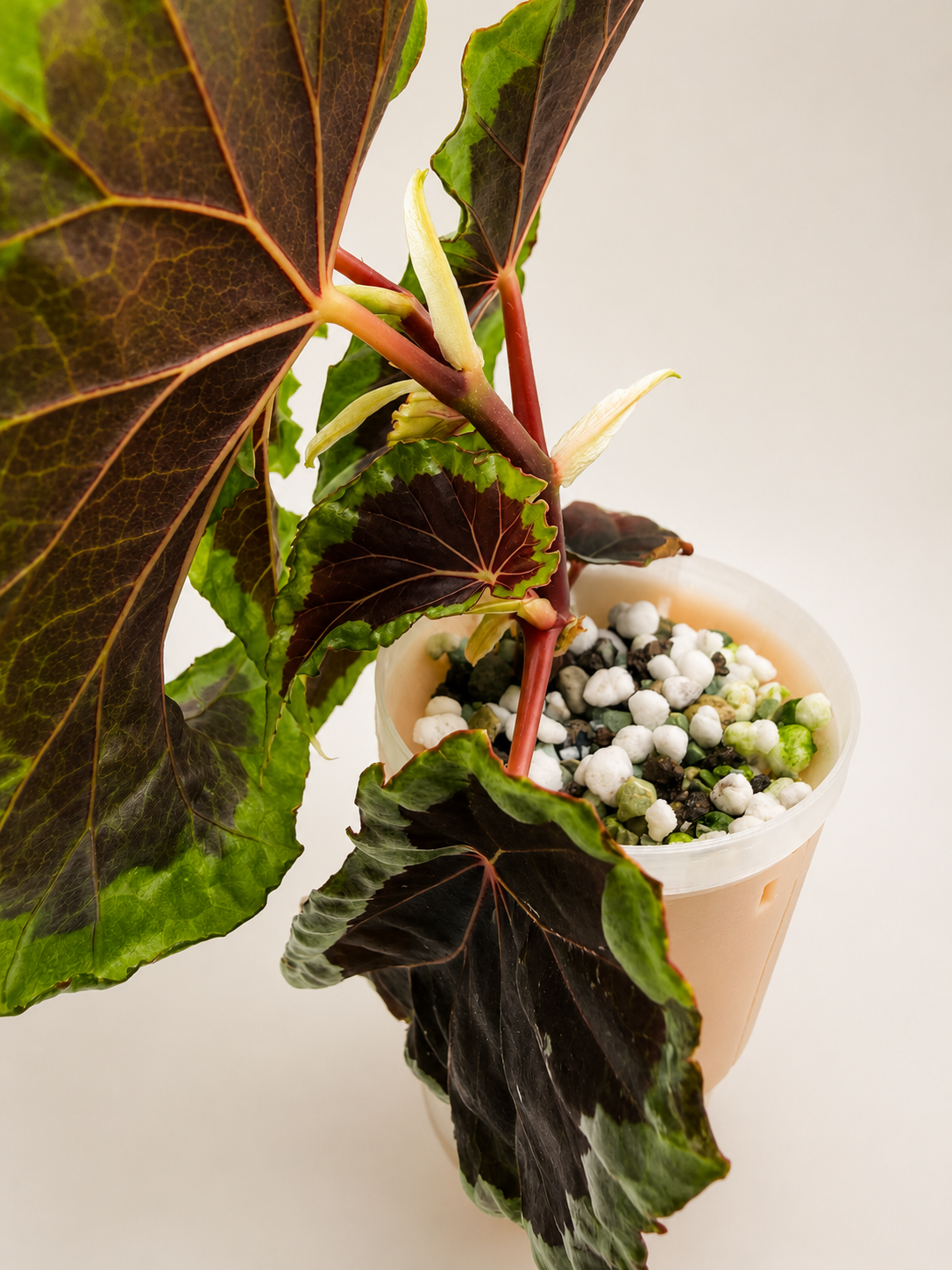 Begonia Baramensis