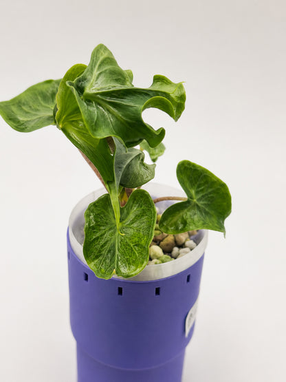 Alocasia Holy Grail
