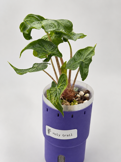 Alocasia Holy Grail