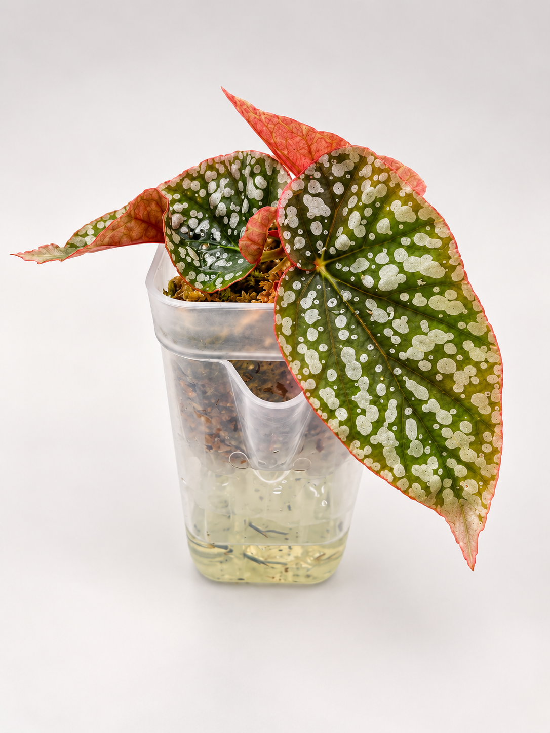 Begonia Snowcap Pink Variegata