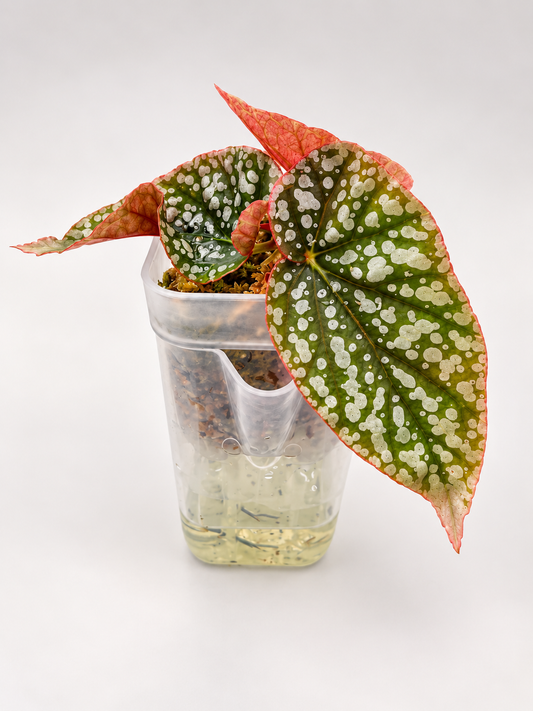 Begonia Snowcap Pink Variegata