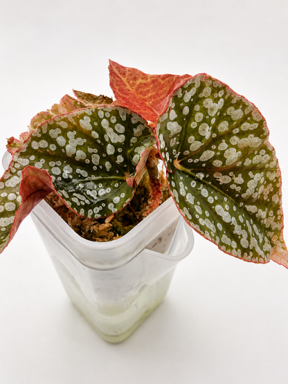 Begonia Snowcap Pink Variegata