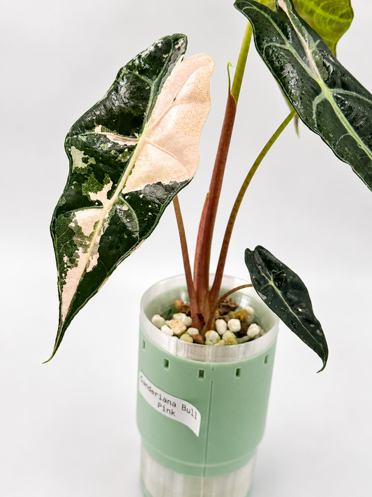 Alocasia Sanderiana Bull Pink