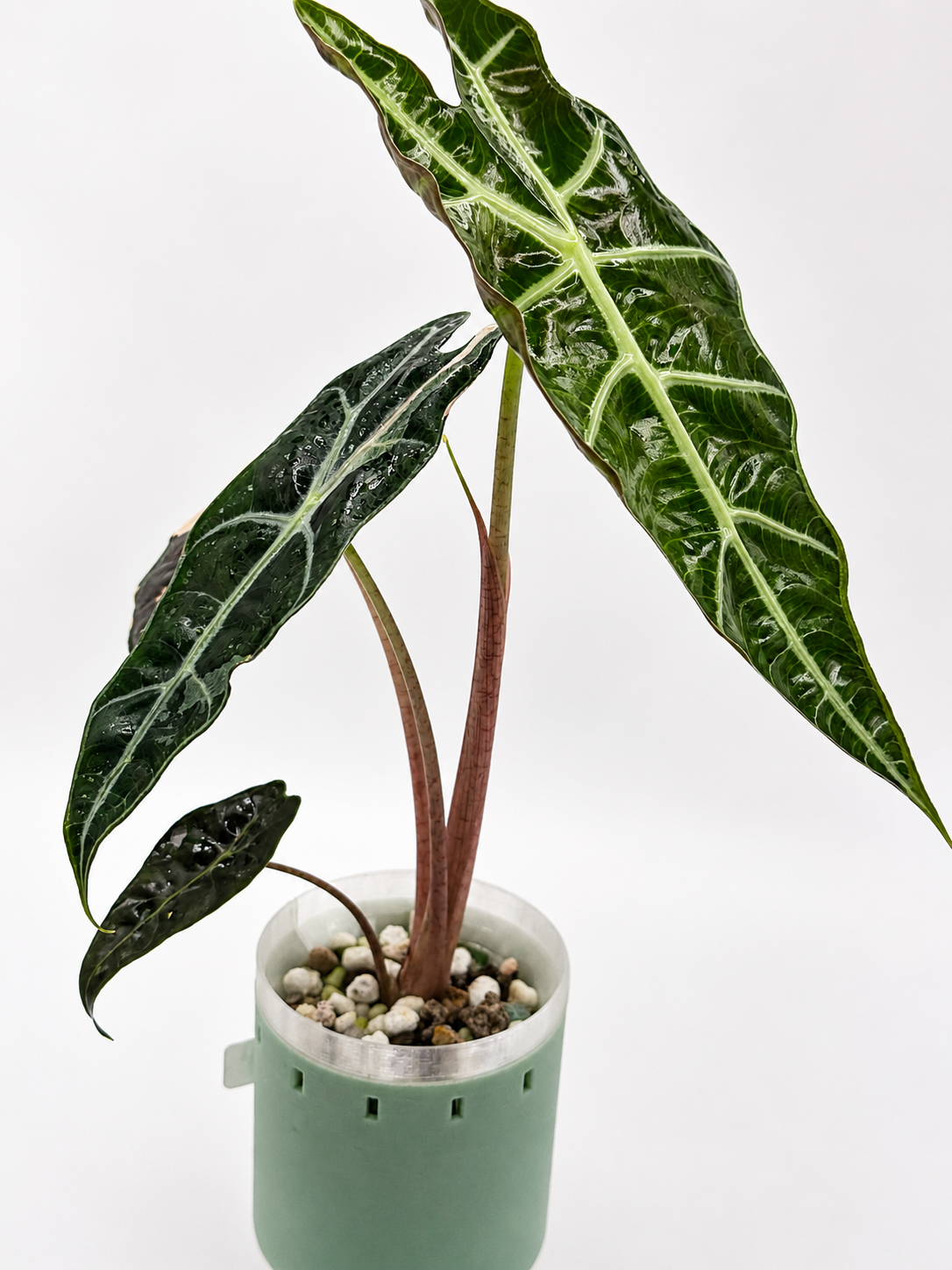 Alocasia Sanderiana Bull Pink