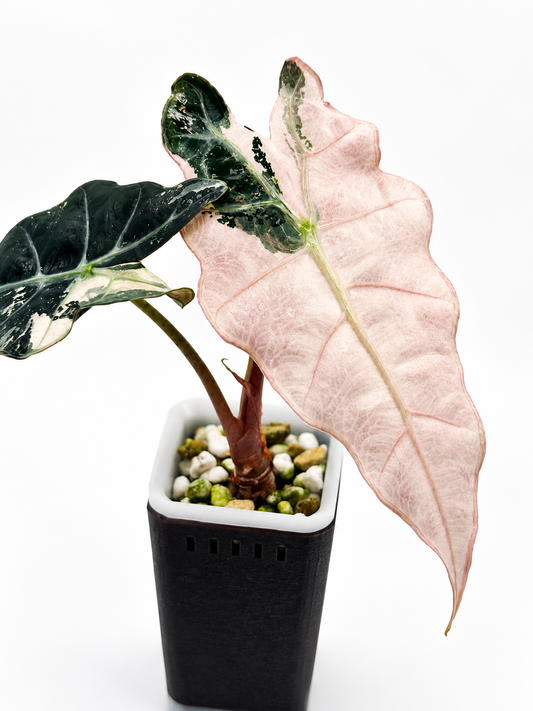 Alocasia Polly Pink