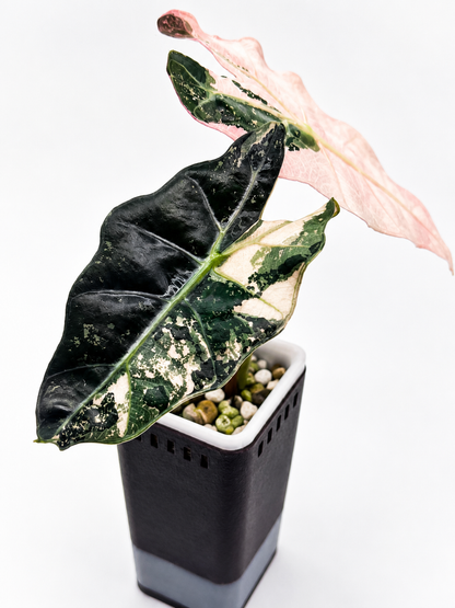 Alocasia Polly Pink