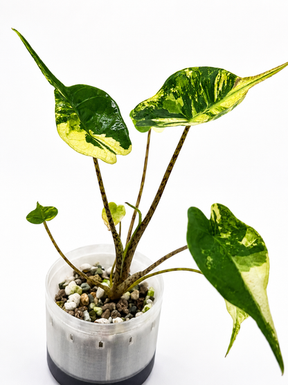 Alocasia Stingray Aurea