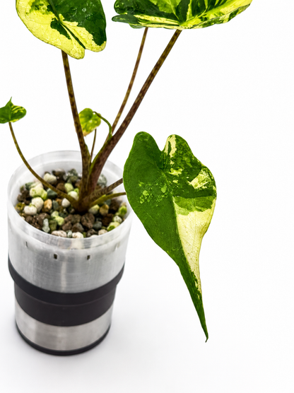 Alocasia Stingray Aurea