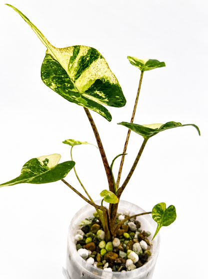 Alocasia Stingray Aurea