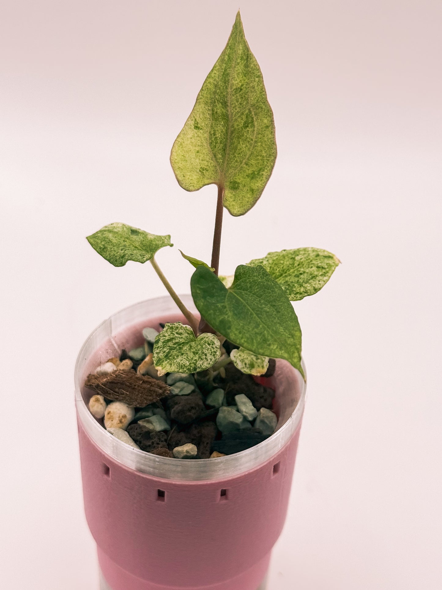 Anthurium Dark Phoenix Var