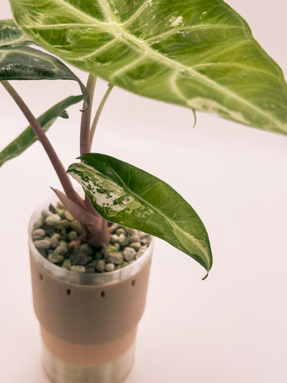 Alocasia Pink Dragon Albo