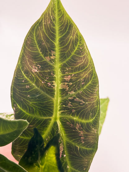 Alocasia Pink Dragon Albo