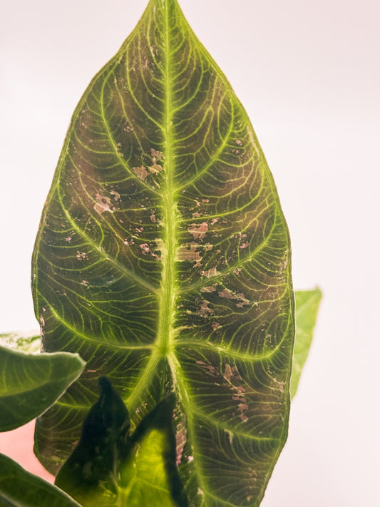 Alocasia Pink Dragon Albo