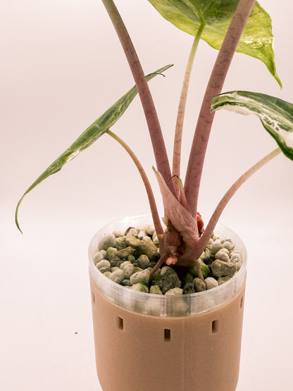 Alocasia Pink Dragon Albo