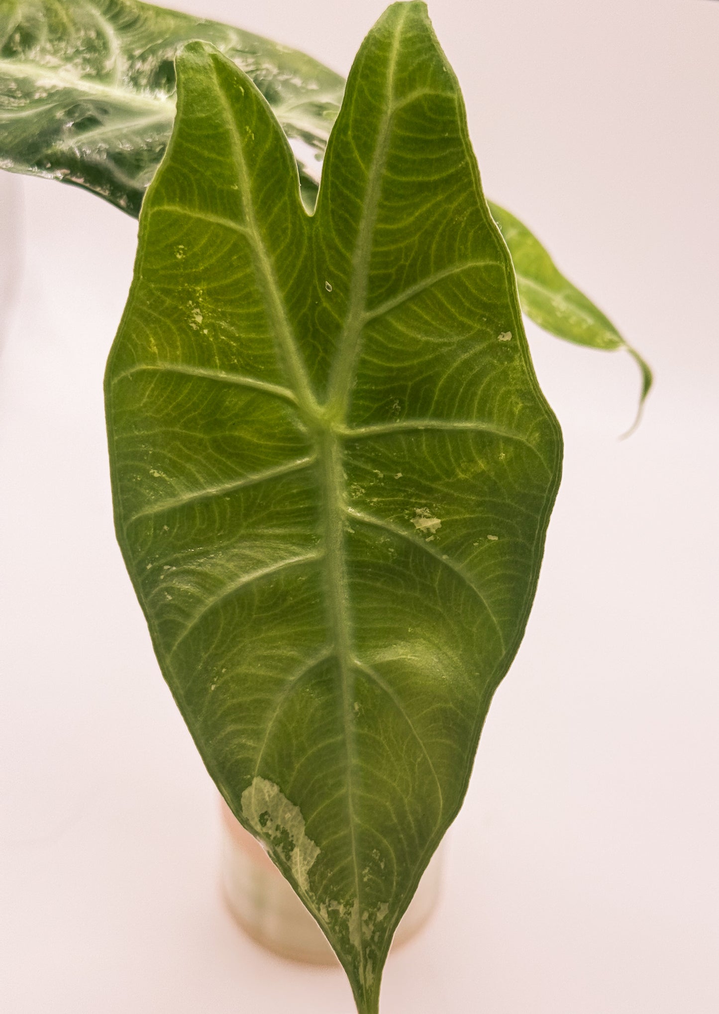 Alocasia Pink Dragon Albo