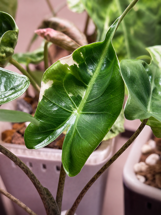 Alocasia Stingray Albo Pink