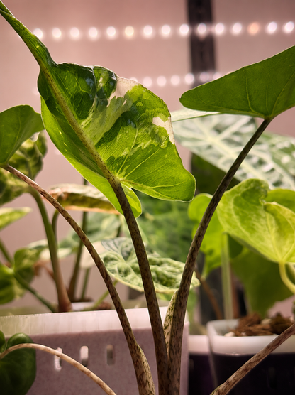 Alocasia Stingray Albo Pink