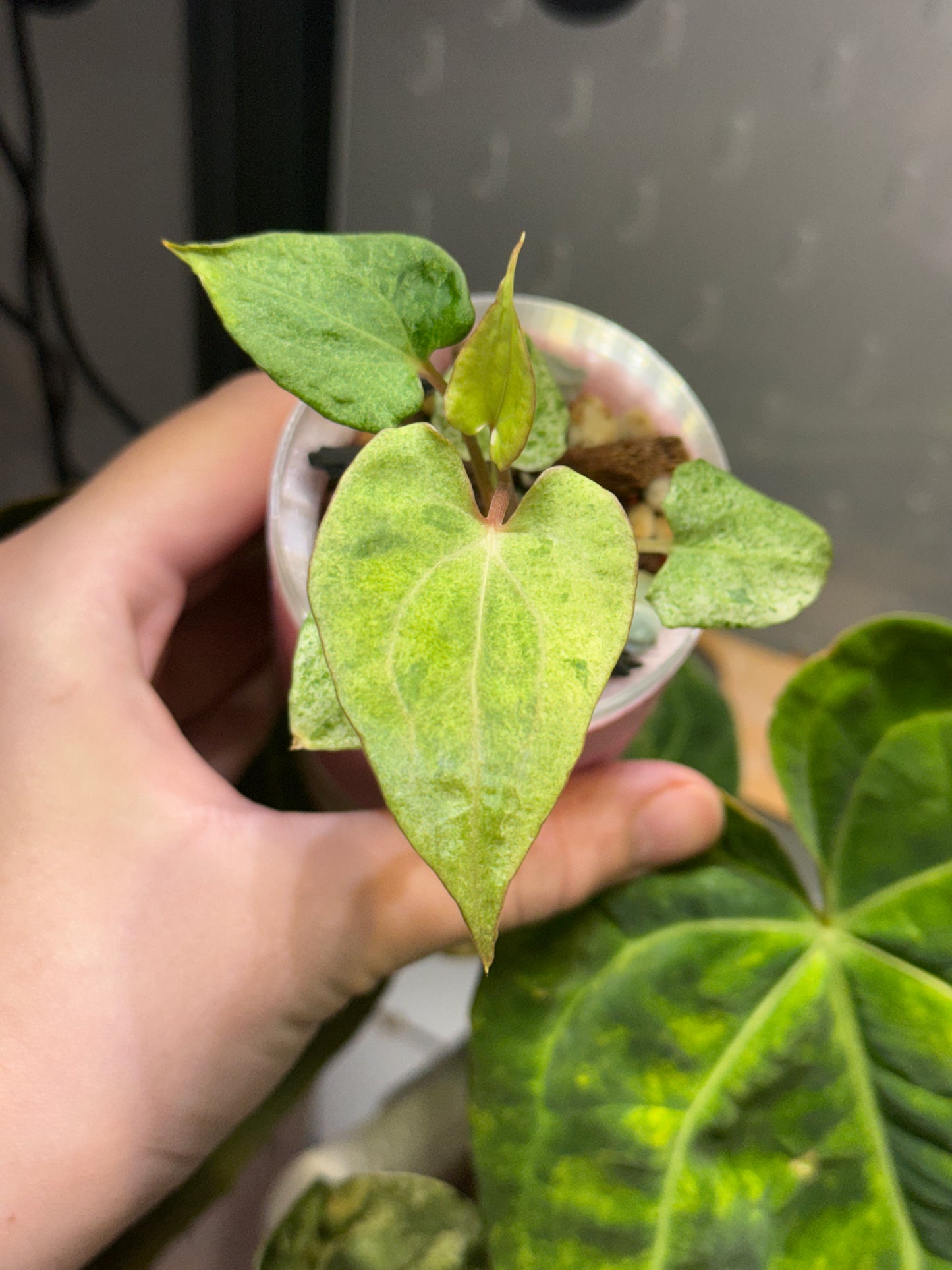 Anthurium Dark Phoenix Var