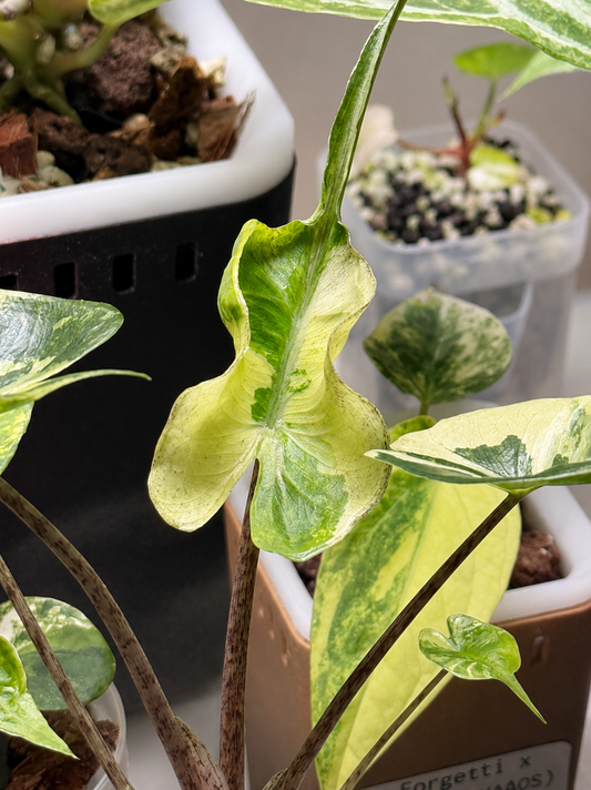 Alocasia Stingray Aurea