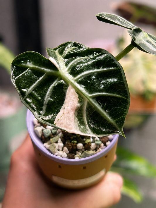 Alocasia Heart Balloon Pink Corms