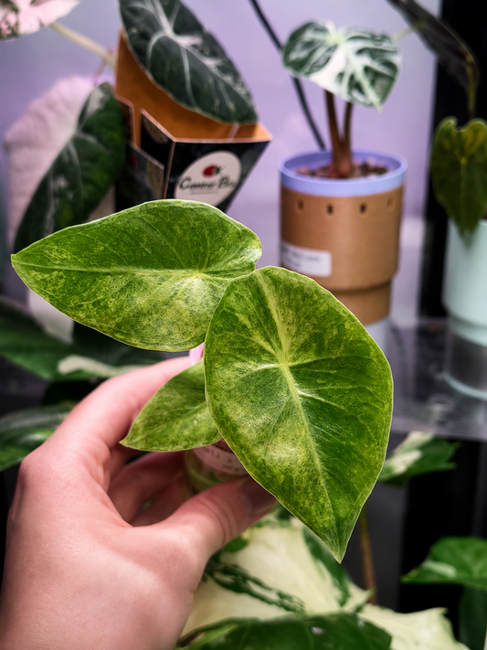 Alocasia Calidora x Longiloba x Pink Dragon Hybrid