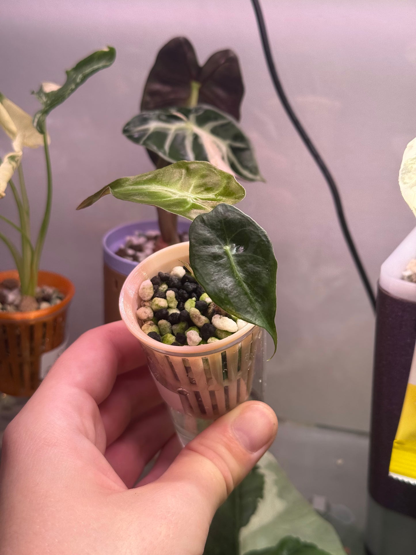 Alocasia Venom