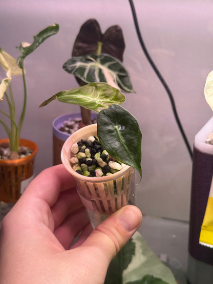 Alocasia Venom