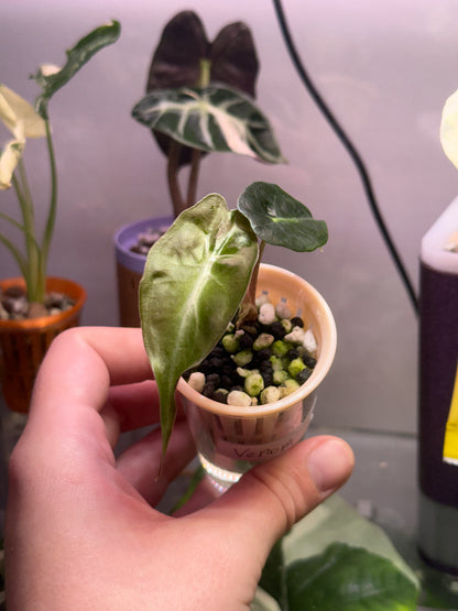 Alocasia Venom