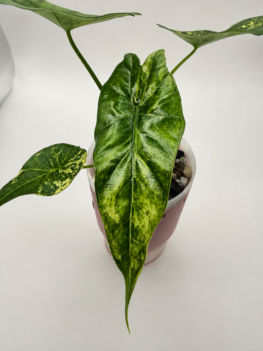 Alocasia Simpo Aurea