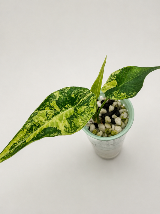 Alocasia Simpo Aurea