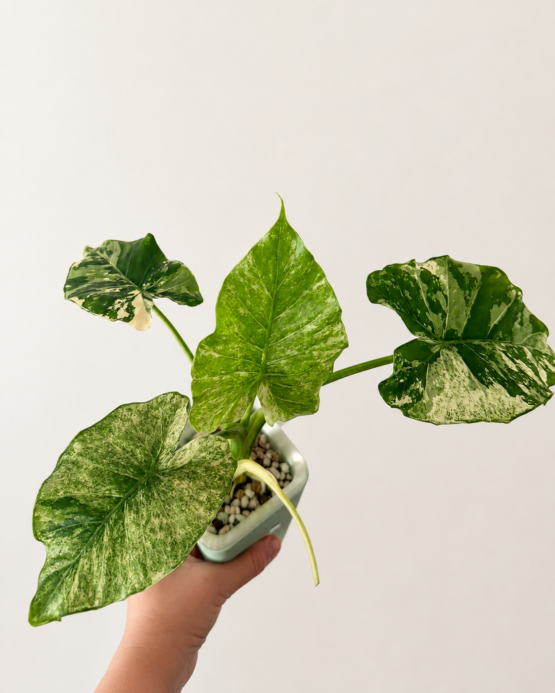 Alocasia Gageana Albo - Mother Plant Size