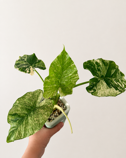 Alocasia Gageana Albo - Mother Plant Size