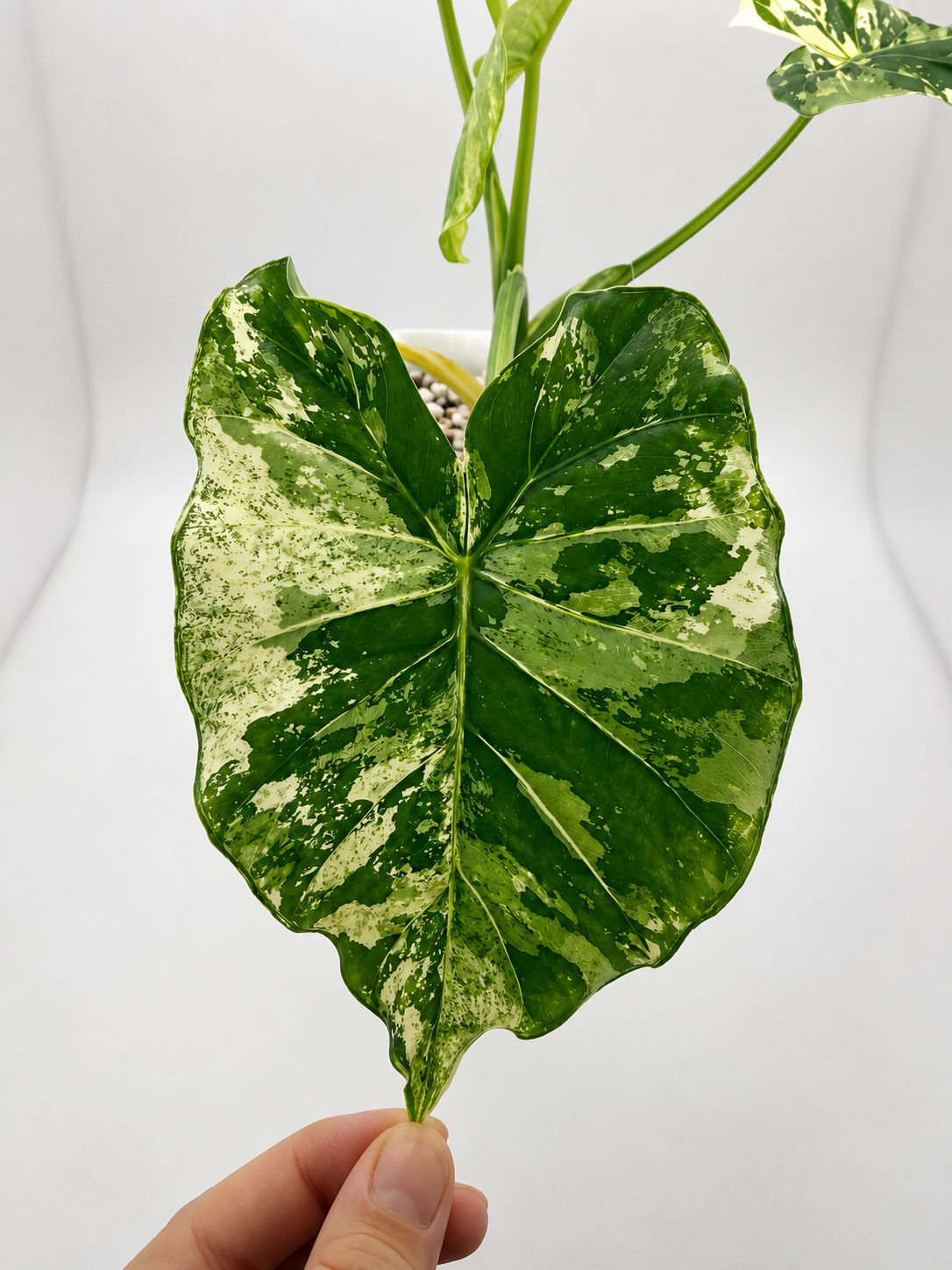 Alocasia Gageana Albo - Mother Plant Size