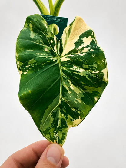 Alocasia Gageana Albo - Mother Plant Size